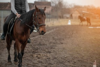Güzel genç kız kahverengi ata biniyor.