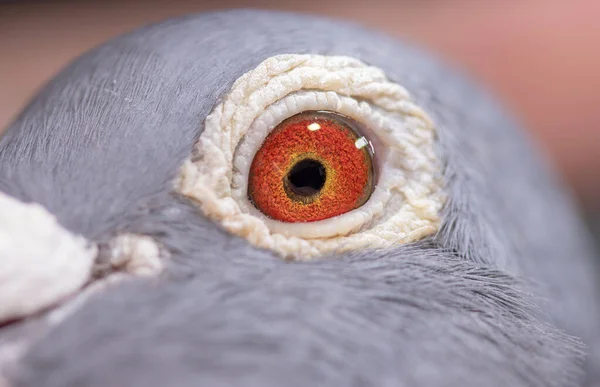 Unikalne Wspaniałe Kolorowe Gołębie Oko Dziki Gołąb Oko Pomarańczowe — Zdjęcie stockowe