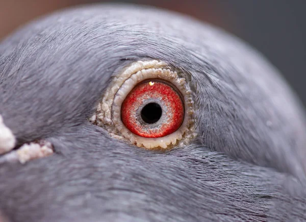 ユニークなカラフルな鳩の目 マクロ写真 野生の鳩 — ストック写真