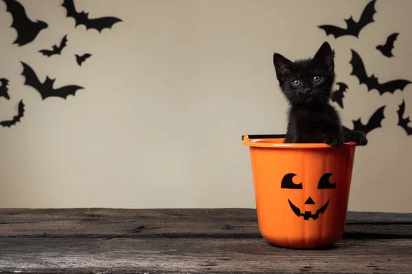 Consepto de Halloween escrito. Adorable gatito negro sentado en halloween truco o tratar cubo mirando a la cámara en palomino fondo con murciélagos negros. Fotos De Stock