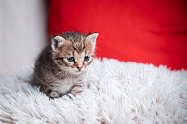 Kahverengi kedi yavrusu üzgün gözlerle tüylü bir yastığa bakıyor..