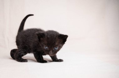 Mavi gözlü siyah kedi yavrusu, beyaz arka planda soyutlanmış..