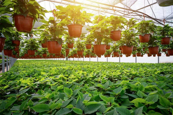 Poinsettia planta crescendo em vasos em uma estufa ensolarada — Fotografia de Stock