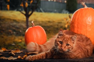 Sonbahar kutsanmış sahnesi, turuncu bir Sibirya kedisi, turuncu balkabağı ve bahçedeki yapraklar..