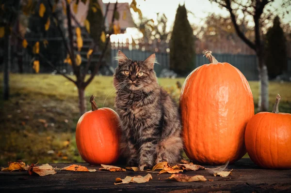 Осенняя концепция сцены с серой сибирской кошкой, оранжевыми тыквами и листьями в саду снаружи. — стоковое фото