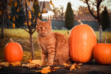 Turuncu bir Sibirya kedisi, turuncu balkabağı ve yapraklı bir sonbahar sahnesi..
