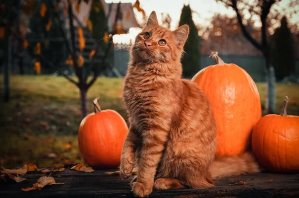 Turuncu bir Sibirya kedisi, turuncu balkabağı ve yapraklı bir sonbahar sahnesi..