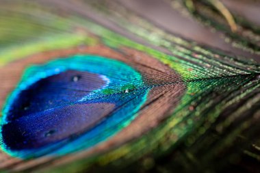 Tavus kuşu tüyünün makro fotoğrafı. Seçici odaklı fotoğraf.