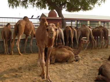 Bikaner, Rajasthan 'daki Ulusal Araştırma Merkezi' nde Dromedary.