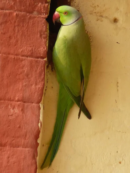 Vacker Indiansk Ringhals Papegoja National Research Center Bikaner Rajasthan — Stockfoto