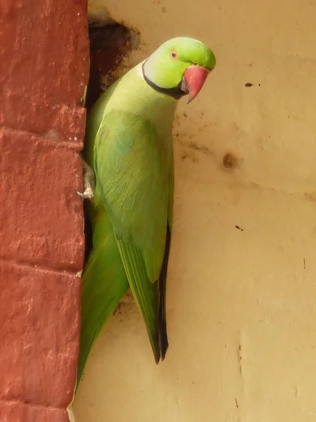 Vacker Indiansk Ringhals Papegoja National Research Center Bikaner Rajasthan — Stockfoto