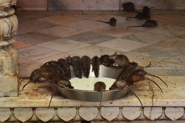 Ratos São Alimentados Com Leite Karni Mata Templo Ratos Deshnoke Fotos De Bancos De Imagens