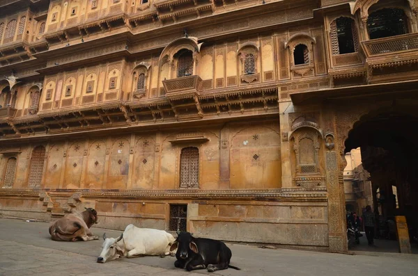 Tehenek Jaisalmer Utcáin Pihennek — Stock Fotó
