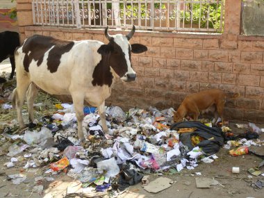 Bir inek ve bir köpek çöpte yiyecek arıyorlar.