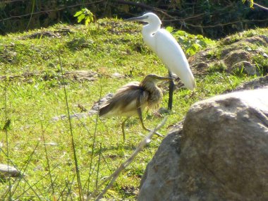 Ranakpur yakınlarındaki bir habitatta gelgitler