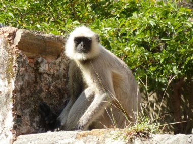 Bengal kutsal langur bir taşın üzerinde güneşleniyor.