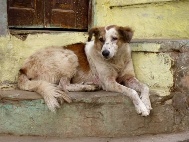 Tatlı bir köpek Udaipur 'da bir kapı eşiğinde dinleniyor.