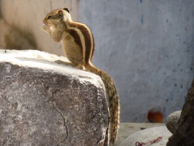 Büyük bir sincap ve küçük bir karınca bir taşın üzerinde oturuyorlar.