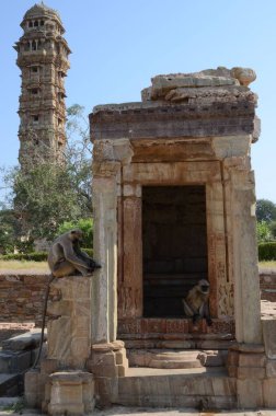 Bengal kutsal langurları dinleniyor.