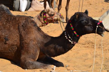 Pushkar Deve Fuarı 'nda madalyalı develer dinleniyor.