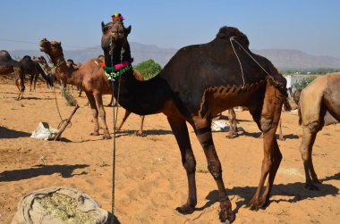 Pushkar Deve Fuarı 'nda madalyalı ve traşlı develer.