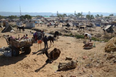 Pushkar Deve Fuarı 'nda satılık güzel atlar