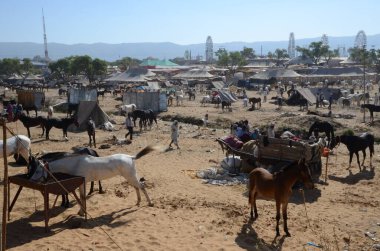 Pushkar Deve Fuarı 'nda satılık güzel atlar
