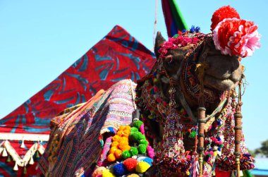 Güzel dekore edilmiş bir dromedary 'nin yakın çekimi.