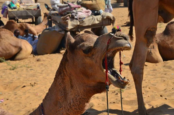 Gähnende Dromedare Auf Der Kamelmesse Pushkar — Stockfoto