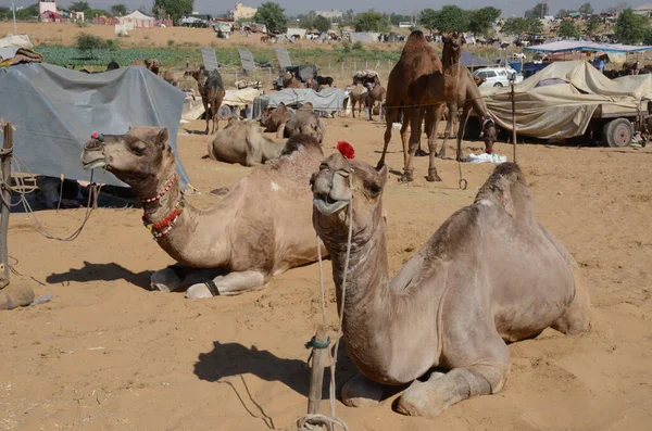 Schöne Dromedare Auf Der Kamelmesse Pushkar — Stockfoto