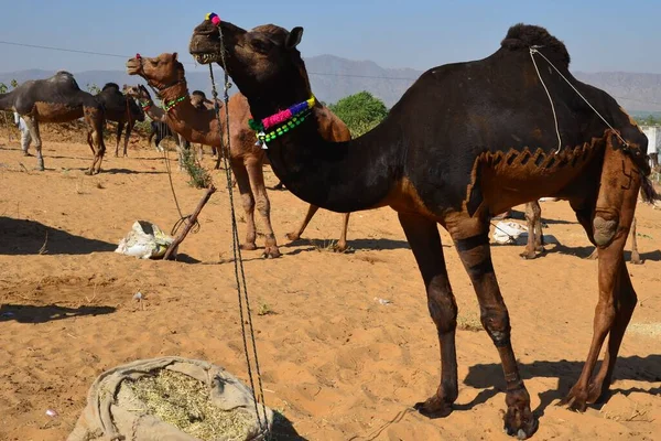 Geschmückte Und Rasierte Kamele Auf Der Kamelmesse Pushkar — Stockfoto