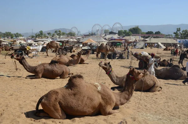 Dromedare Ruhen Sich Auf Der Kamelmesse Pushkar Aus — Stockfoto