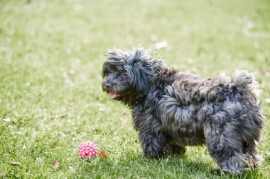 Siyah havanese köpek ayakta yeşil çim