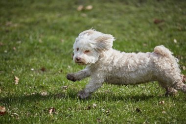 Parkta ilkbaharda çalıştıran havanese köpek