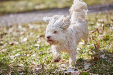 Çimenlerin üzerinde çalışan havanese köpek