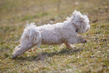 Çimenlerin üzerinde çalışan havanese köpek