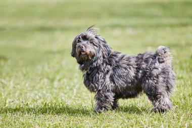 Siyah havanese köpek ayakta yeşil çim