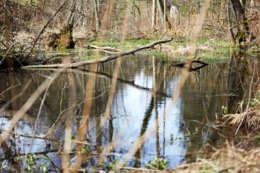 Su birikintisi ağaç ve otların arasında bahar