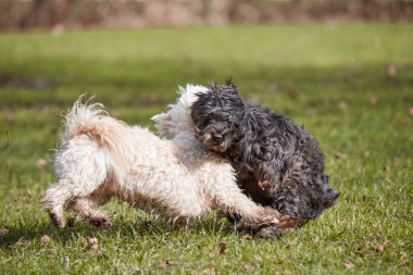 Parkta oynayan iki havanese köpek