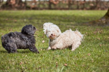 Parkta oynayan iki havanese köpek