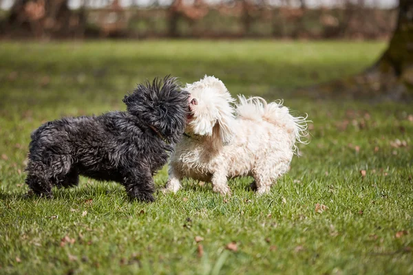 A parkban játszó két havanese kutyák — Stock Fotó
