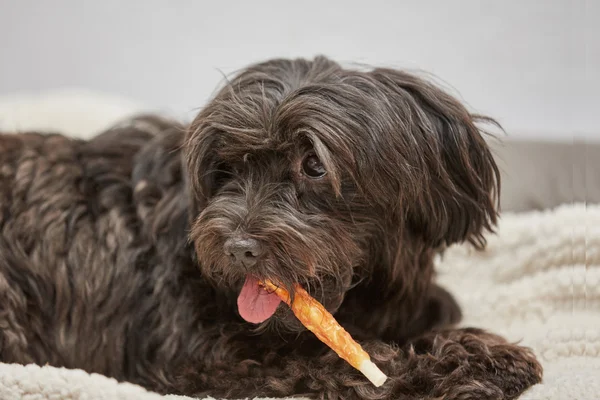 Kemik çiğneme havanese köpek