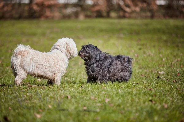 A parkban játszó két havanese kutyák — Stock Fotó