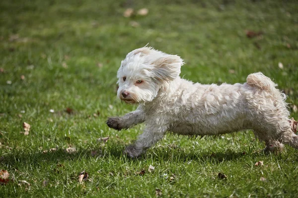Havanese σκύλος τρέχει στο πάρκο άνοιξη — Φωτογραφία Αρχείου