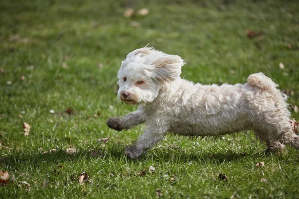 Parkta ilkbaharda çalıştıran havanese köpek
