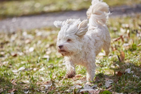 Havanese σκύλος τρέχει στο γρασίδι — Φωτογραφία Αρχείου