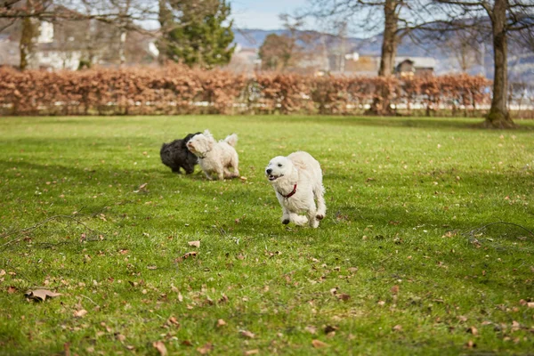 Psy, bieganie i zabawy w parku — Zdjęcie stockowe