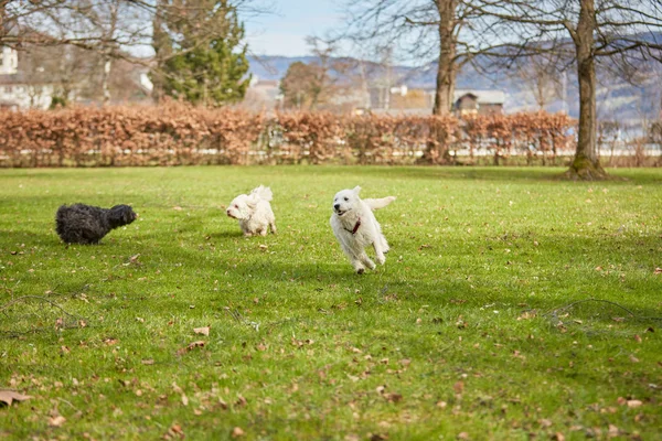 Σκυλιά τρέχουν και τη διασκέδαση στο πάρκο — Φωτογραφία Αρχείου