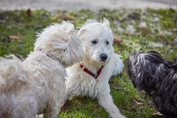 Üç köpek birbirlerine parkta koklama — Stok fotoğraf