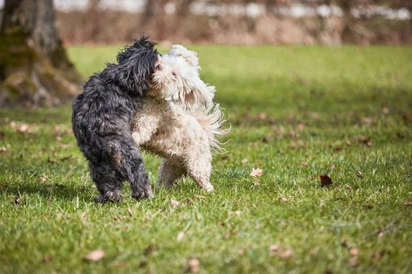 Två havanese hund leker i parken — Stockfoto